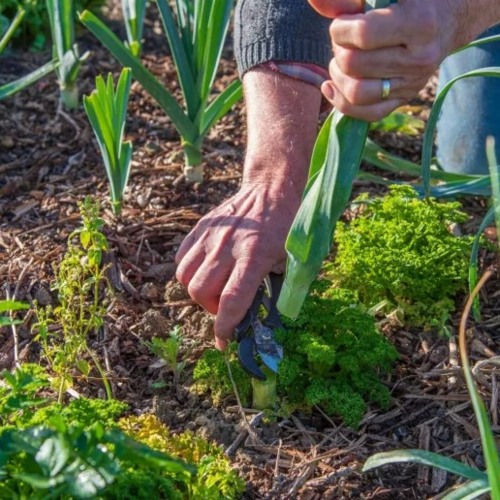 Préparez déjà votre jardin au printemps !