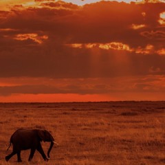 Elephant in the Zoom (rough demo)