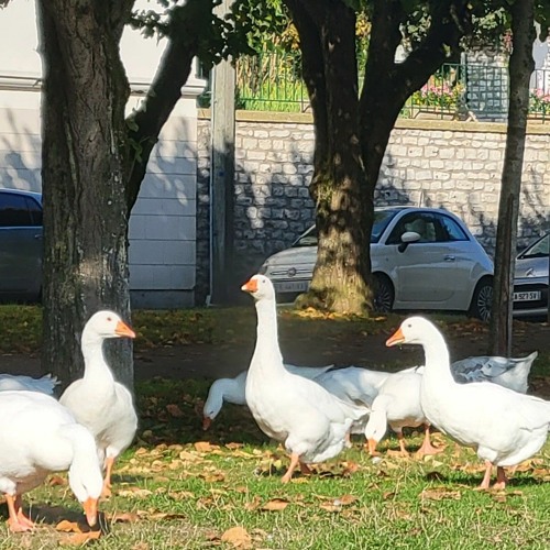 fixyourlevels - Dancing With Dinos