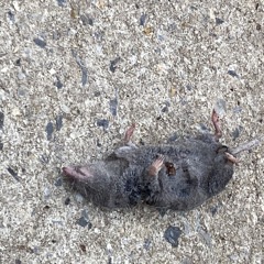 pretty n pink (ecstacy)