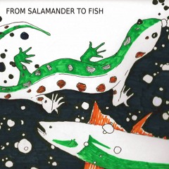 from salamander to fish