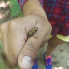 Frog Song 2