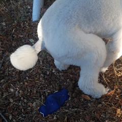 Mashed Potatoes and Robot Vacuum