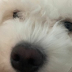nose