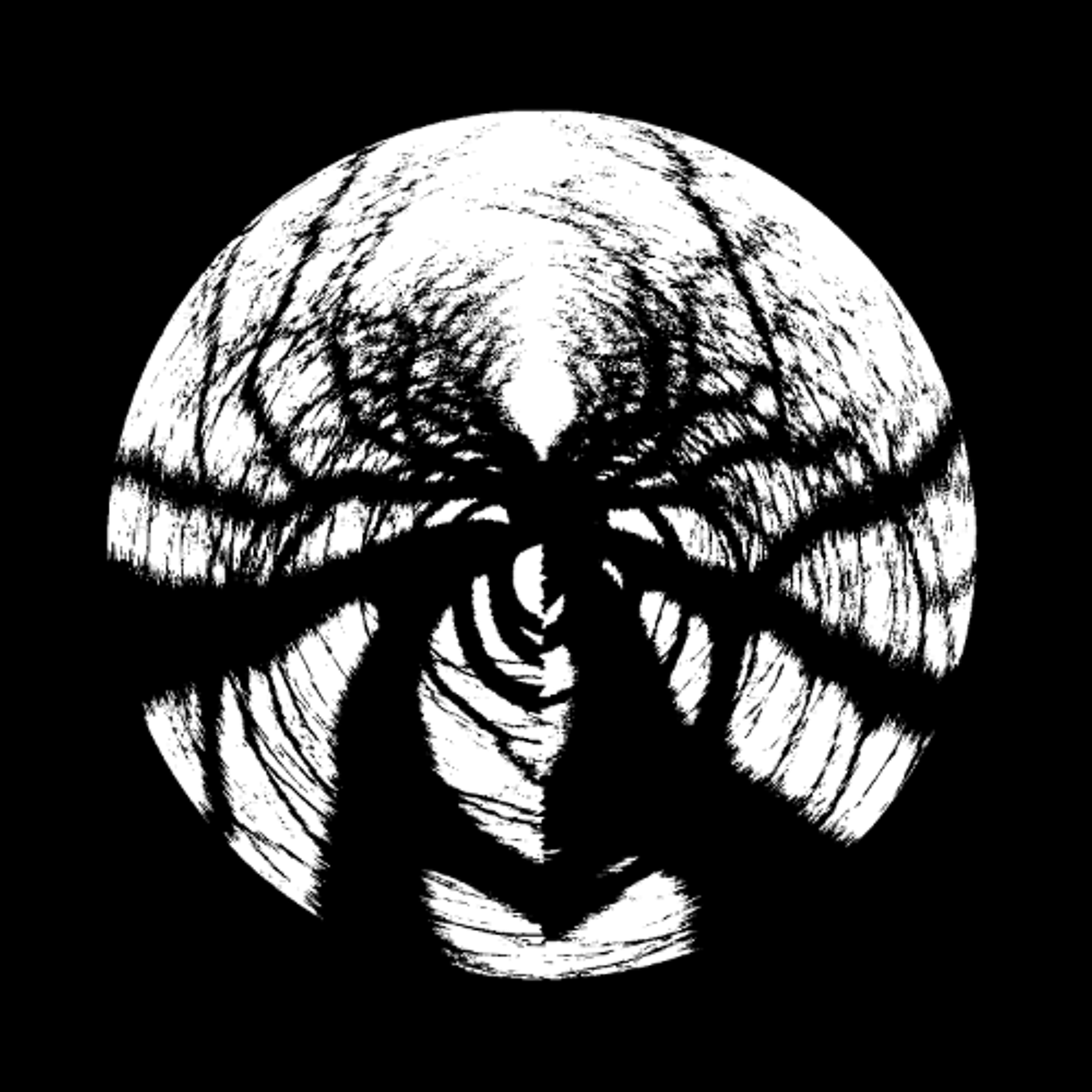 PREMIERE : Phasmid - The Missing Link