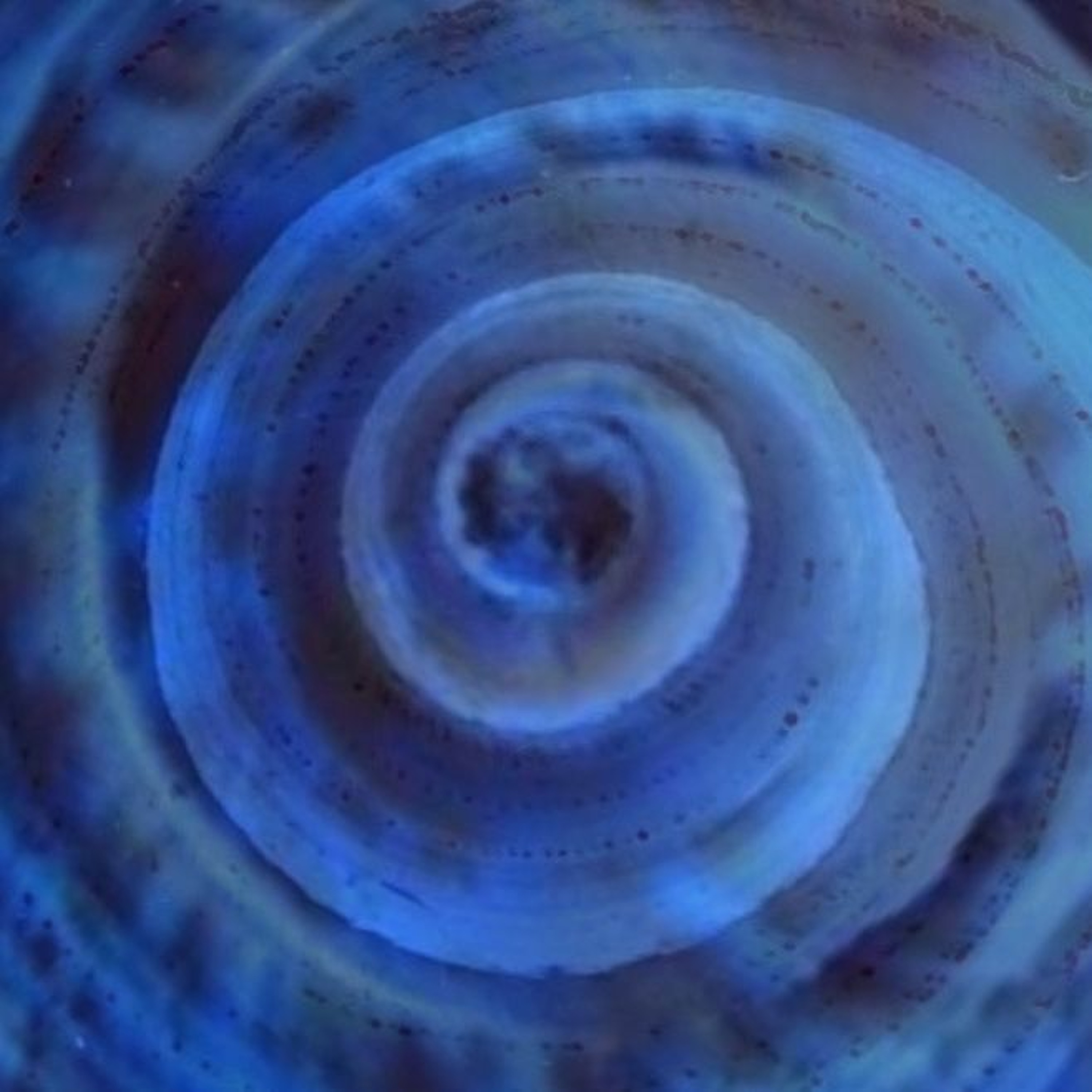 Telescopefish episode artwork