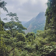 Amazonian Allegro