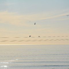 Ancestral Frequencies  - Electronic Meditations DJ set