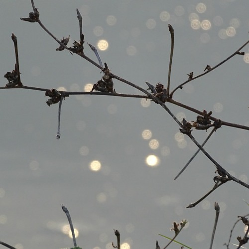 Eanáir [with Boson Spin]