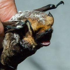 Panhandle Afield: Bats