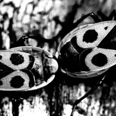 …psychosisthroughsadness…madnessandcontroluncontrolledmadnesskillinkillindrugdealin…