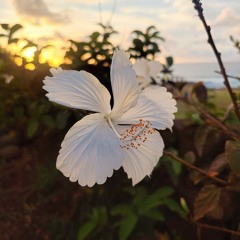 KALI ANA AU • ZOUK • RMX 🌺