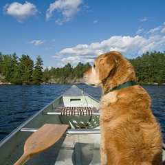 One-Dog Canoe