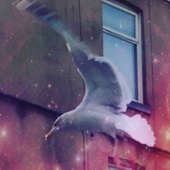 Seagulls - Jonnelsonguitar