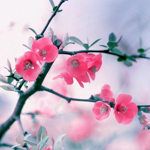 bloom (prod. fkwt)