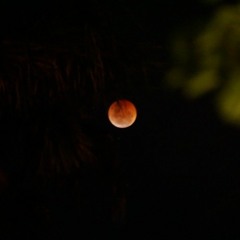 Moonlight