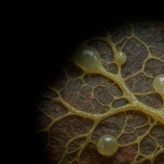 As it feeds, it thrives, it rots