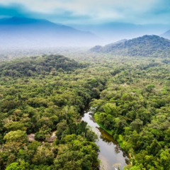 Deep in the Jungle pt.2