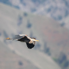 Flying