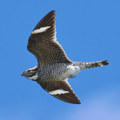 Common Nighthawk Courtship Display