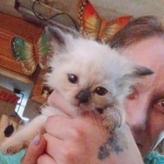 Kitten Nappers on the Loose version 1of2