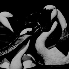 Rhythmic Storm -  Swan