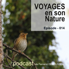 VSN014_LA GRIVE MUSICIENNE_F Deroussen