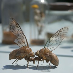 dreamlogic - Nightmare Version