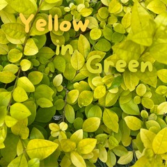 Yellow in Green