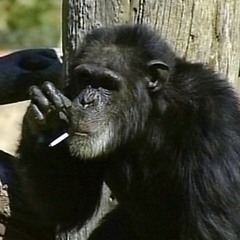 The Monkey Don't Wanna Freestyle Prod. St Bird