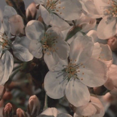 Under the Blossoming Cherry Trees