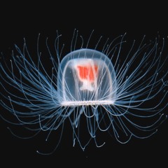 The Immortal Jellyfish Mix