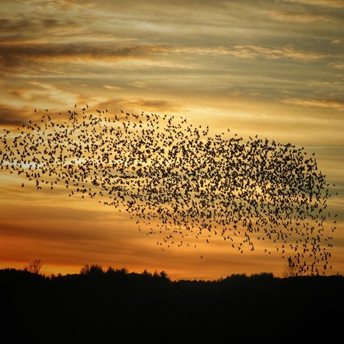 Murmuration
