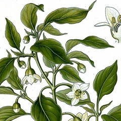 Capsicum annuum - 48FM Podcast 001