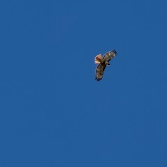 GOLD W:VERSE:VERSION1