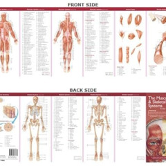 [Download] EBOOK 📁 Anatomical Chart Company's Illustrated Pocket Anatomy: The Muscul