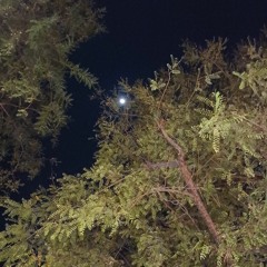 Fly High