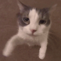 USCHI-MC WINDHUND  (RMX-140er)