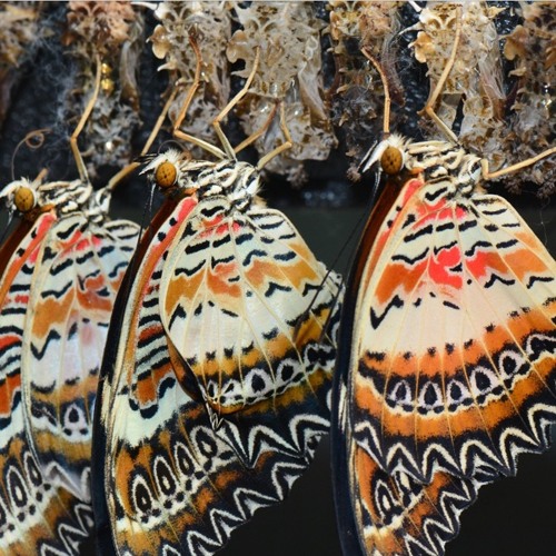 Chrysalis