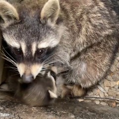 AAAC Wildlife Removal - Raccoon Removal Near Me Tulsa