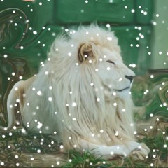 Therecoversnocovers - Lion Lies