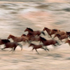 Horses prod me & andre atari