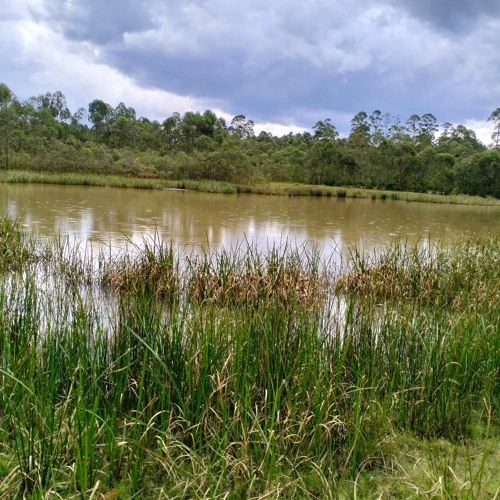 Major wetlands in Kenya's Kisii County at risk of total disappearance as officials play blame game