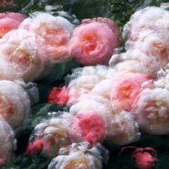 Roses Falling