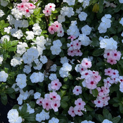 อ้ายนี้ยังกอยอยู่ cover by yulan ✿