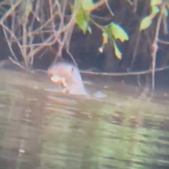 Otters playing in Tres Chimbadas Lake