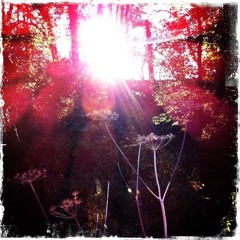 Where dreams don't fall apart