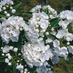 Blue Raspberry // [[Lil B - Like a Martian (REMIX)]]