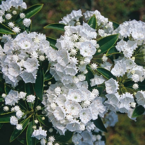 Blue Raspberry // [[Lil B - Like a Martian (REMIX)]]