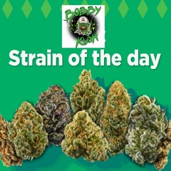 Strain Of The Day (Kobby Bush Special Track)Free Download